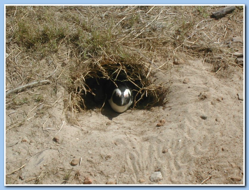 nesting penguin